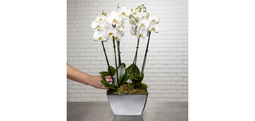 So chic ! Composition d'Orchidées Phalaenopsis naturelles blanc