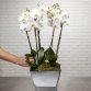 So chic ! Composition d'Orchidées Phalaenopsis blanc