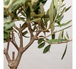 Plante naturelle Olivier