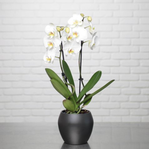 Plante naturelle Orchidée Phalaenopsis blanc