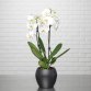 Plante naturelle Orchidée Phalaenopsis blanc