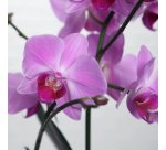 Plante naturelle Orchidée papillon