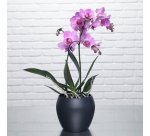 Plante naturelle Orchidée papillon