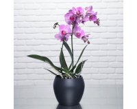 Plante naturelle Orchidée papillon