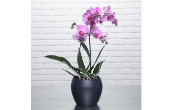 Bouquets de fleurs et plantes naturelles