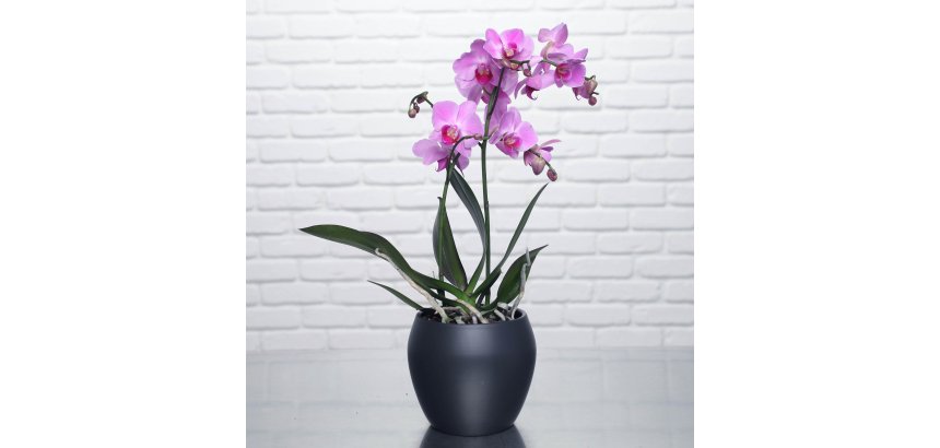 Plante naturelle Orchidée papillon