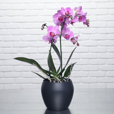 Orchidee papillon