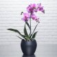 Orchidee papillon