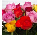 Bouquet de roses Arlequin