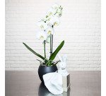 Plante naturelle Orchidée Phalaenopsis blanc