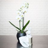 Plante naturelle Orchidée Phalaenopsis blanc