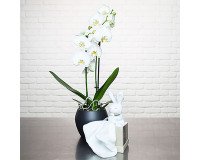 Plante naturelle Orchidée Phalaenopsis blanc