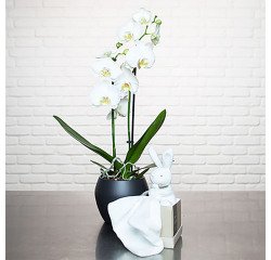 Plante naturelle Orchidée Phalaenopsis blanc