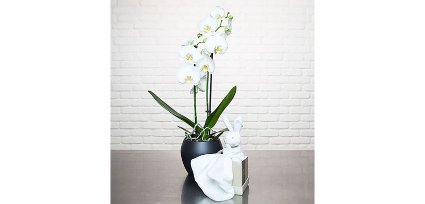 Plante naturelle Orchidée Phalaenopsis blanc