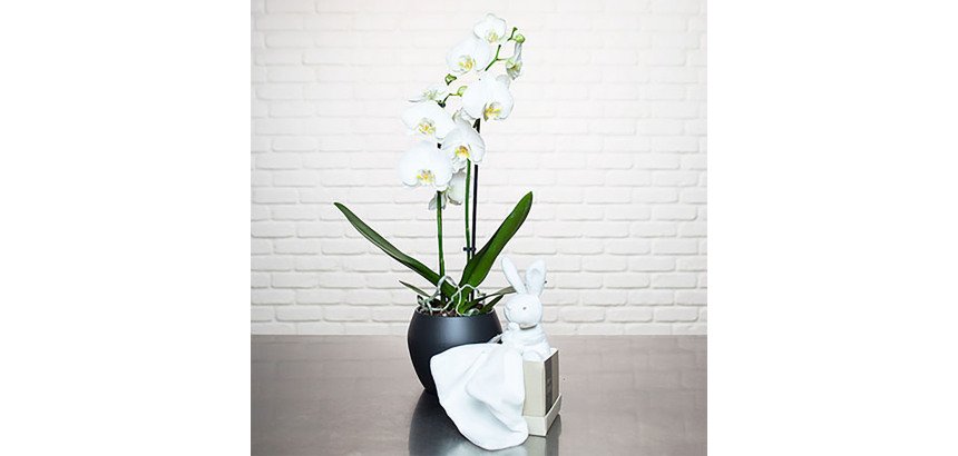 Plante naturelle Orchidée Phalaenopsis blanc