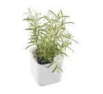 Pot à herbes aromatiques EDEN, largeur: 120 mm, blanc