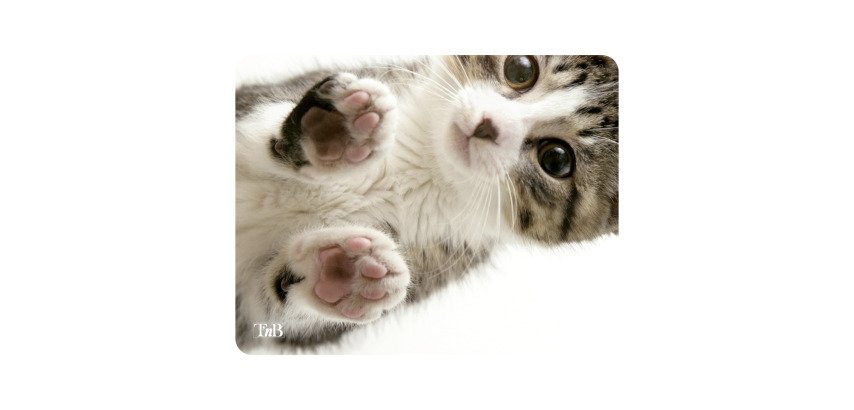 Mouse pad T'nB illustrated cat