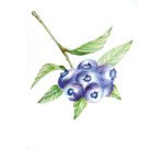 Tombow IROJITEN Colored Pencils Volume 8 Very Pale Tone III – Set of 10