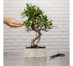 Bonsaï zen