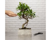 Bonsaï zen