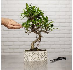 Bonsaï zen