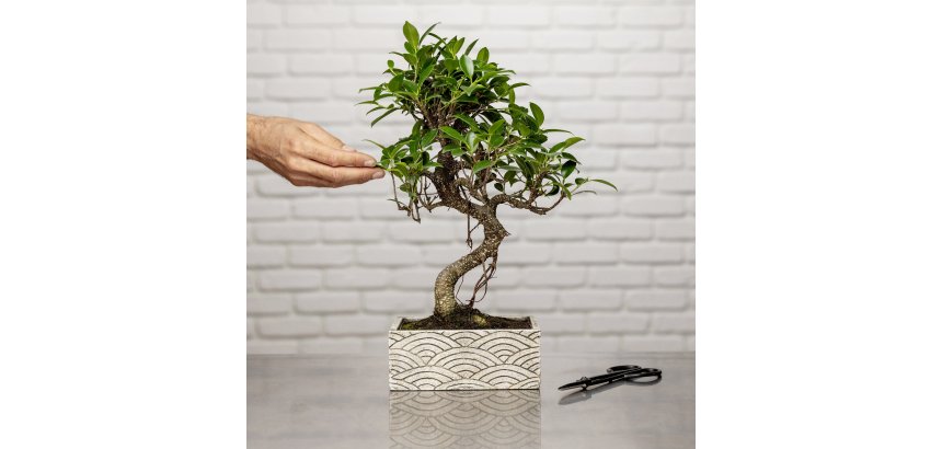 Bonsaï zen