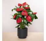 Anthurium flamingo rouge