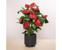 Anthurium flamingo rouge