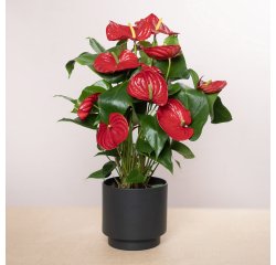 Anthurium flamingo rouge