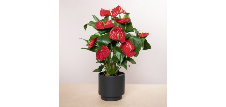 Anthurium flamingo rouge
