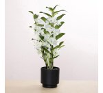 Dendrobium Nobile