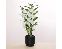 Dendrobium Nobile