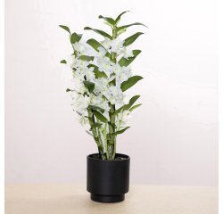 Dendrobium Nobile