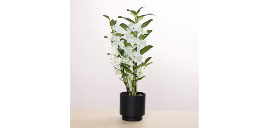 Dendrobium Nobile