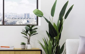 Plantas