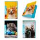 CF 6 CARTELLINE 3 LEMBI BABY DORSO 1CM CON ELASTICO TONDO 25 5X35 COVER 700GR PLASTICA LUCIDA