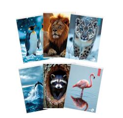 Maxiquaderno Animal fantasia - A4 - 40+2 fogli - 80gr - 5mm - BM