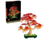 Bonsai di acero rosso giapponese