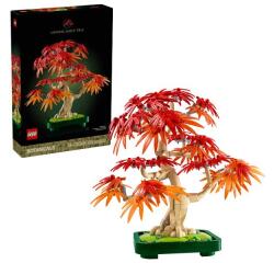 Bonsai di acero rosso giapponese