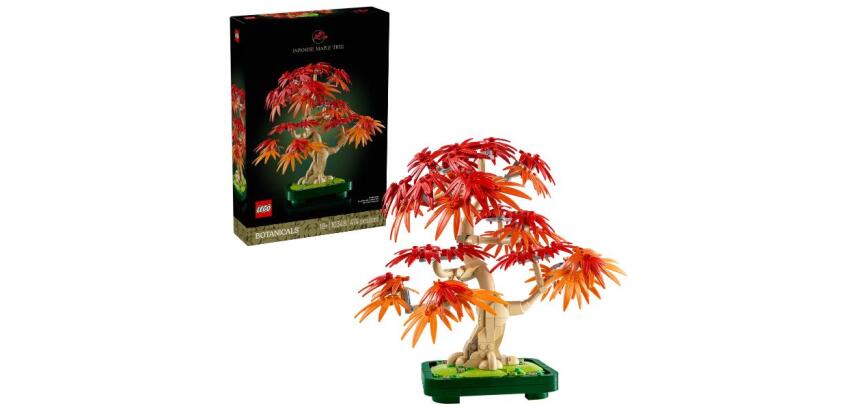 Bonsai di acero rosso giapponese