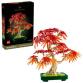 Bonsai di acero rosso giapponese