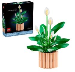 Peace lily
