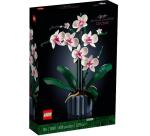 Orchidea