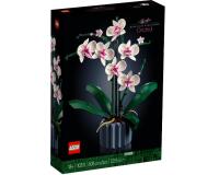 Orchidea