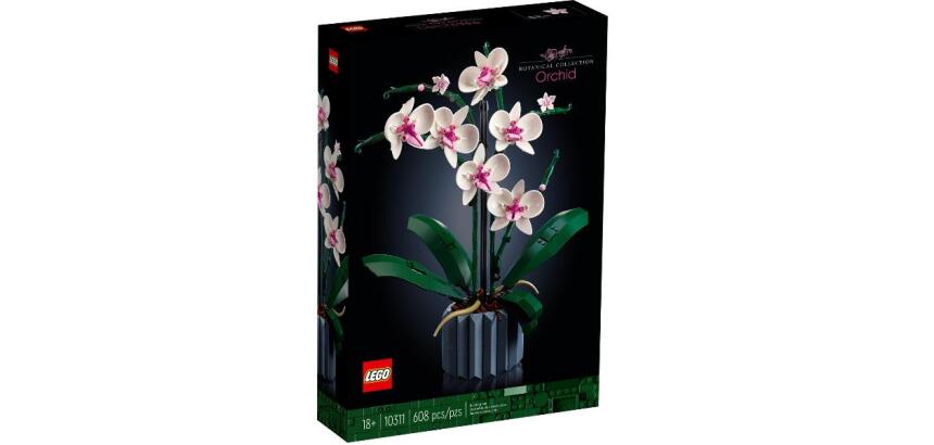 Orchidea