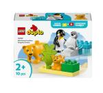 FAMIGLIE DI ANIMALI: PINGUINI E LEONI