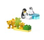 FAMIGLIE DI ANIMALI: PINGUINI E LEONI