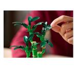 BAMBU' DEL BUON AUSPICIO