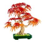 Bonsai di acero rosso giapponese