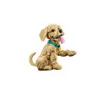 CUCCIOLO DI GOLDEN RETRIEVER